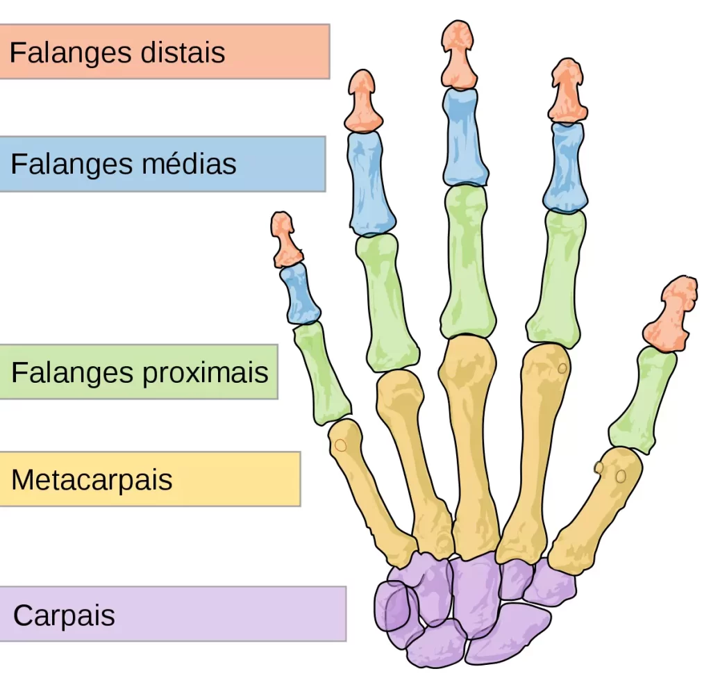 Partes da mão